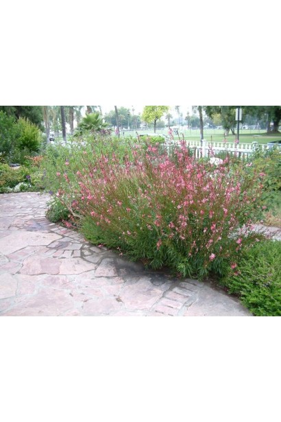 Гаура на клумбі серед інших рослин